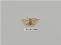 藏品(夜蛾862)的圖片